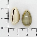 Caracoles buzios naturales partidos x 20g