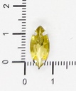 Gema engarzada navette turquesa brilloso 7x15mm x 25un.