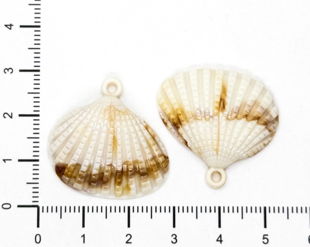 Dije plástico mar ostra #2 x 10gr 