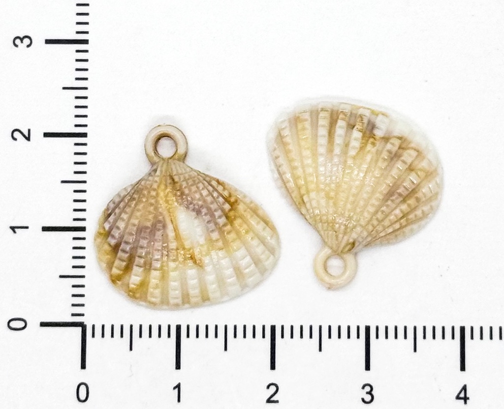 Dije plástico mar ostra #3 x 10gr  