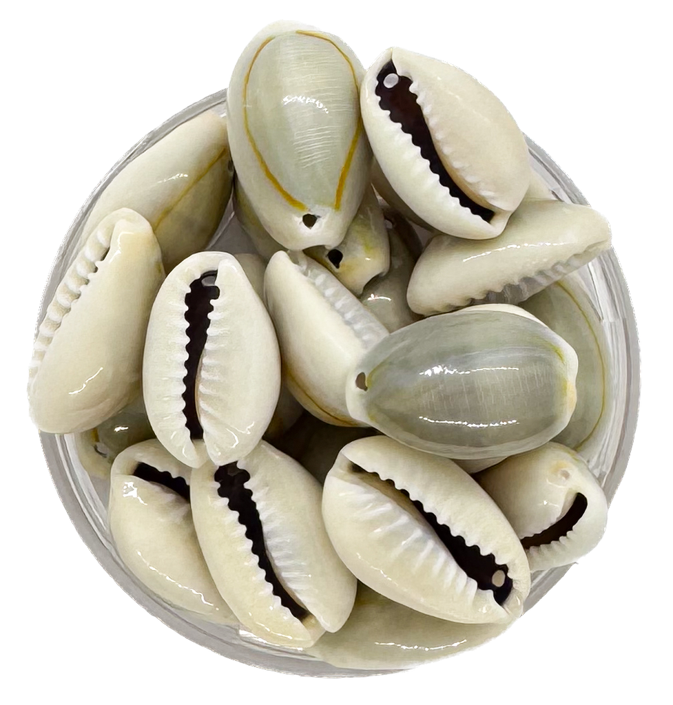 Caracoles buzios naturales grises colgar chico x 20g 