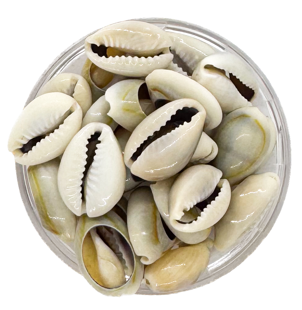 Caracoles buzios naturales grises partidos chico x 20g 