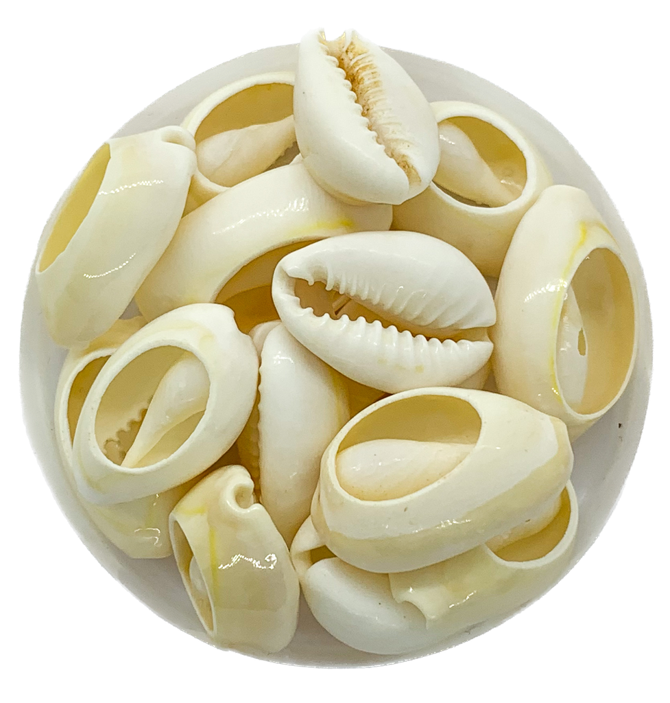 Caracoles buzios naturales partidos mediano x 20g