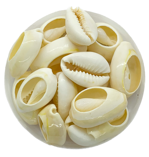 [10601] Caracoles buzios naturales partidos chico x 100 grs.