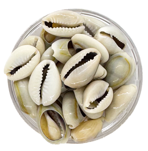 [11525] Caracoles buzios naturales grises partidos mediano x 20g